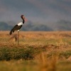 Cap sedlaty - Ephippiorhynchus senegalensis - Saddle-billed Stork o7200
